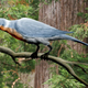 An artist’s impression of an adult enantiornithine. (Image: Nobu Tamura)